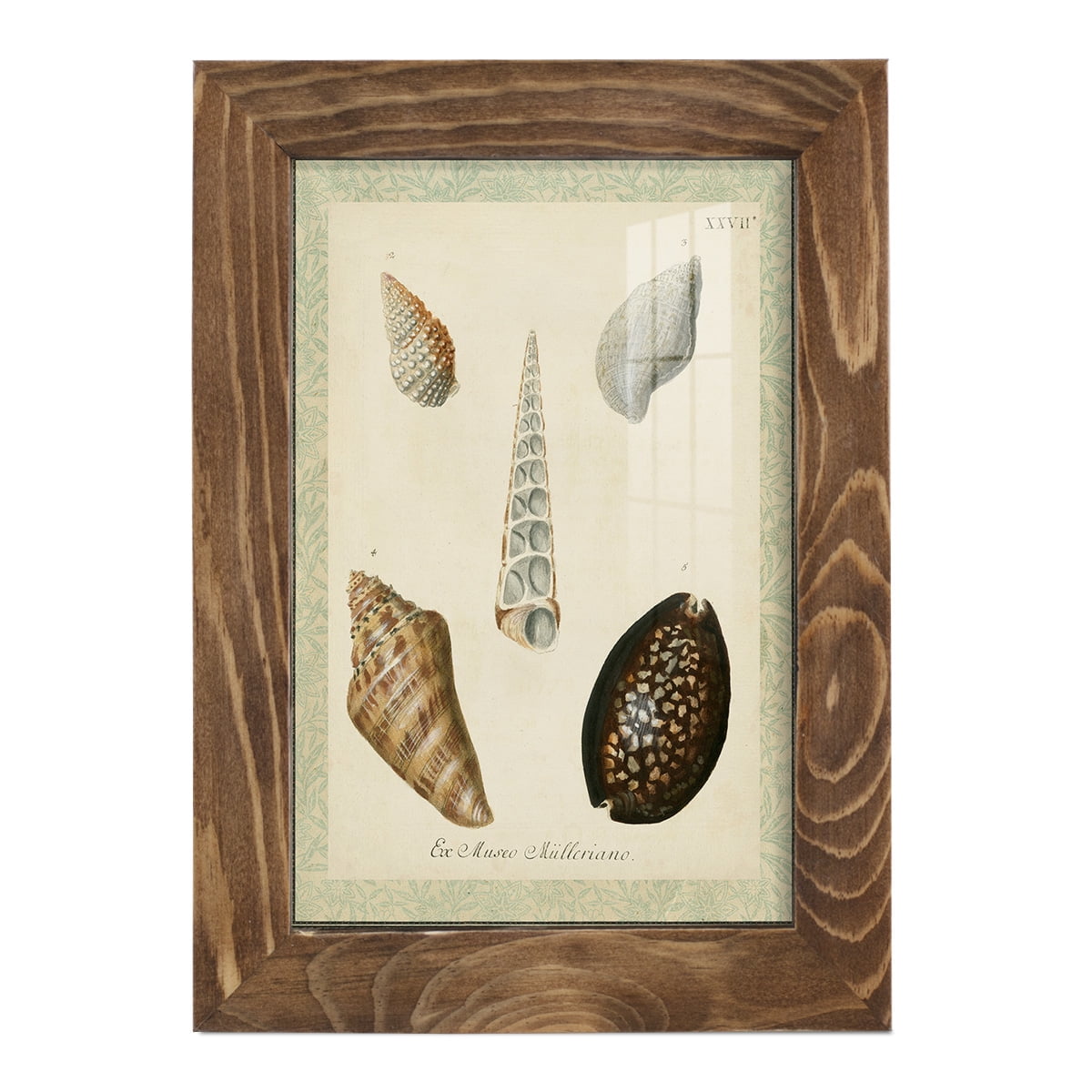 Bookplate Shells IX - Framed Print w/glass - Walnut