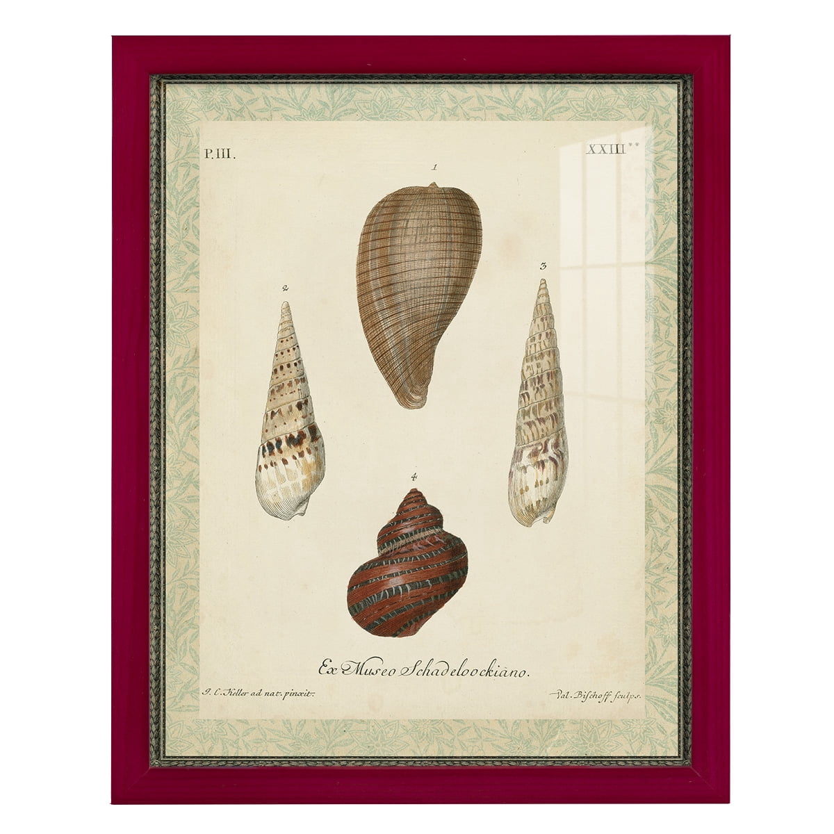Bookplate Shells V - Framed Print w/glass - Cherry Red