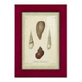 thumbnail image 1 of Bookplate Shells V - Framed Print w/glass - Cherry Red, 1 of 8