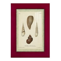 Bookplate Shells V - Framed Print w/glass - Cherry Red
