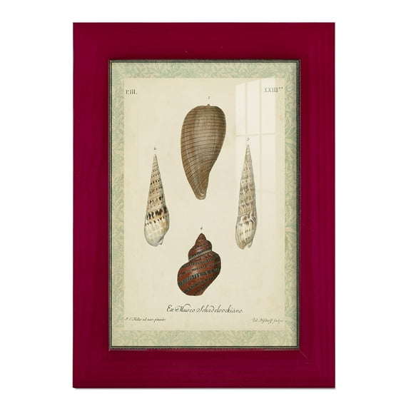 Bookplate Shells V - Framed Print w/glass - Cherry Red