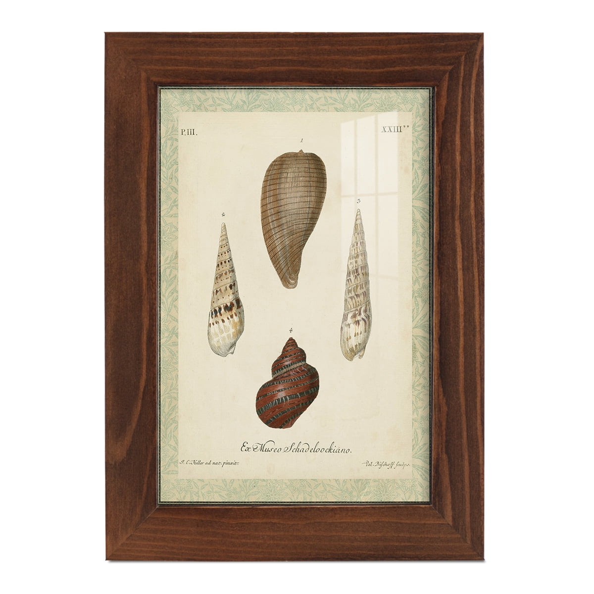 Bookplate Shells V - Framed Print w/glass - Chestnut
