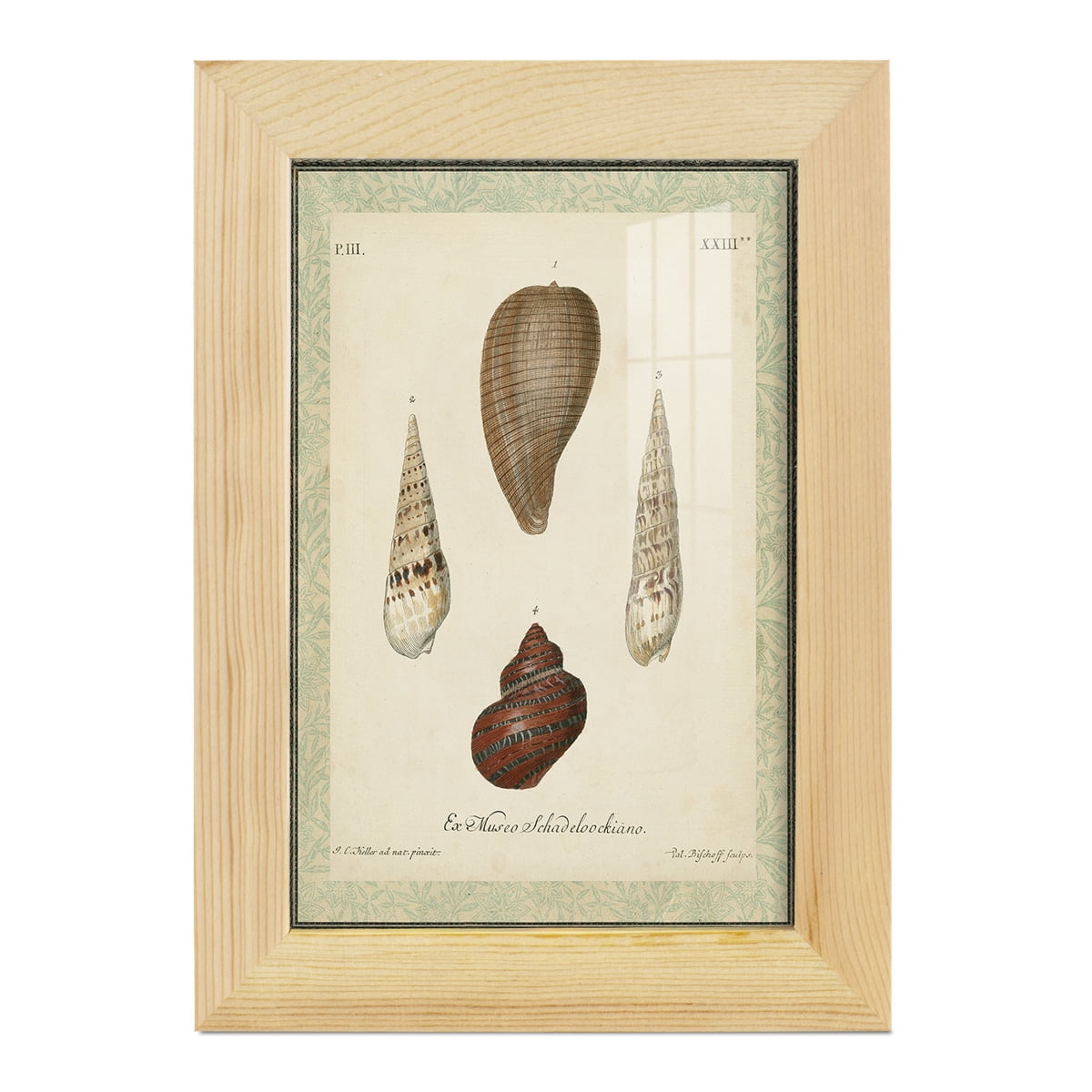 Bookplate Shells V - Framed Print w/glass - Natural Wood