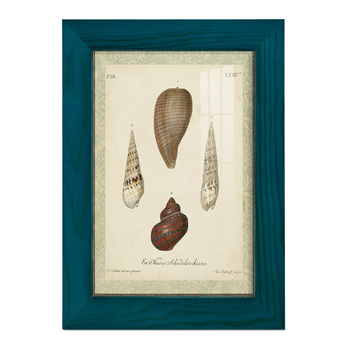 Bookplate Shells V - Framed Print w/glass - Ocean Blue