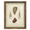 thumbnail image 1 of Bookplate Shells V - Framed Print w/glass - Walnut, 1 of 7