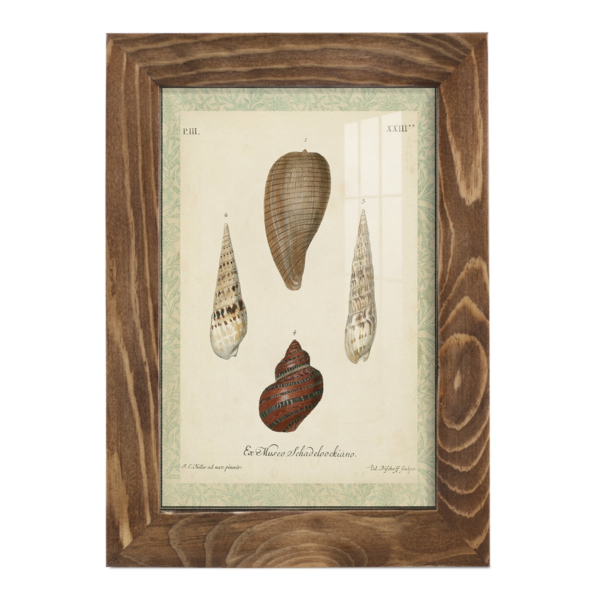 Bookplate Shells V - Framed Print w/glass - Walnut
