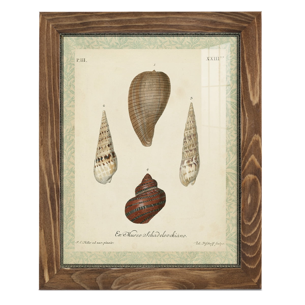 Bookplate Shells V - Framed Print w/glass - Walnut