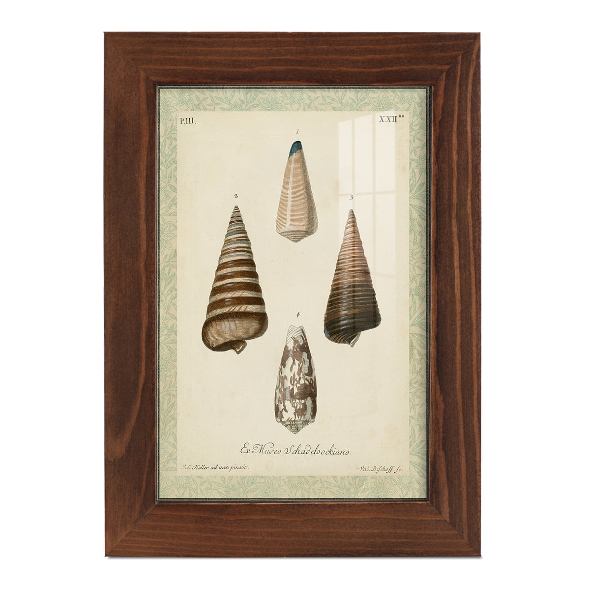 Bookplate Shells VI - Framed Print w/glass - Chestnut