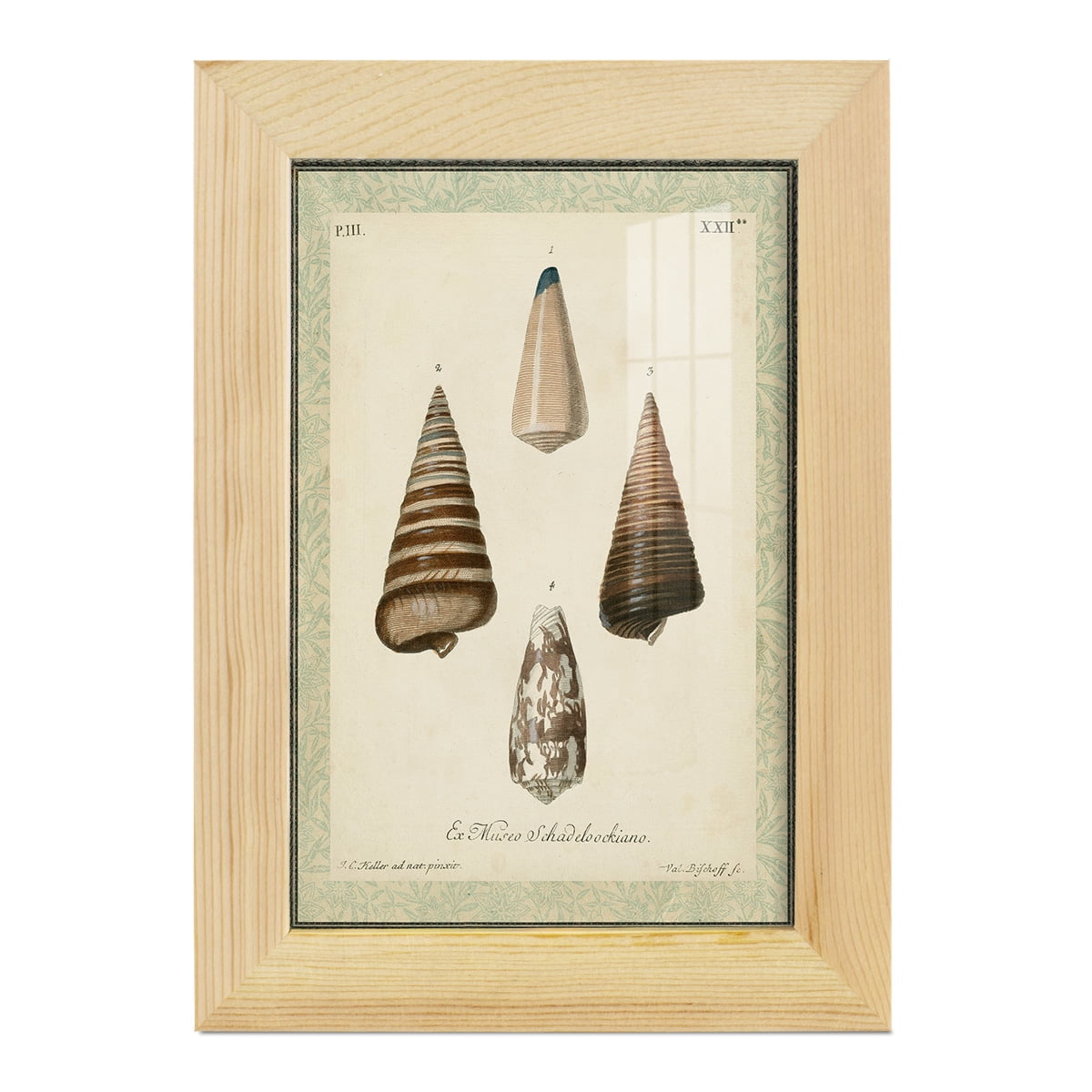 Bookplate Shells VI - Framed Print w/glass - Natural Wood