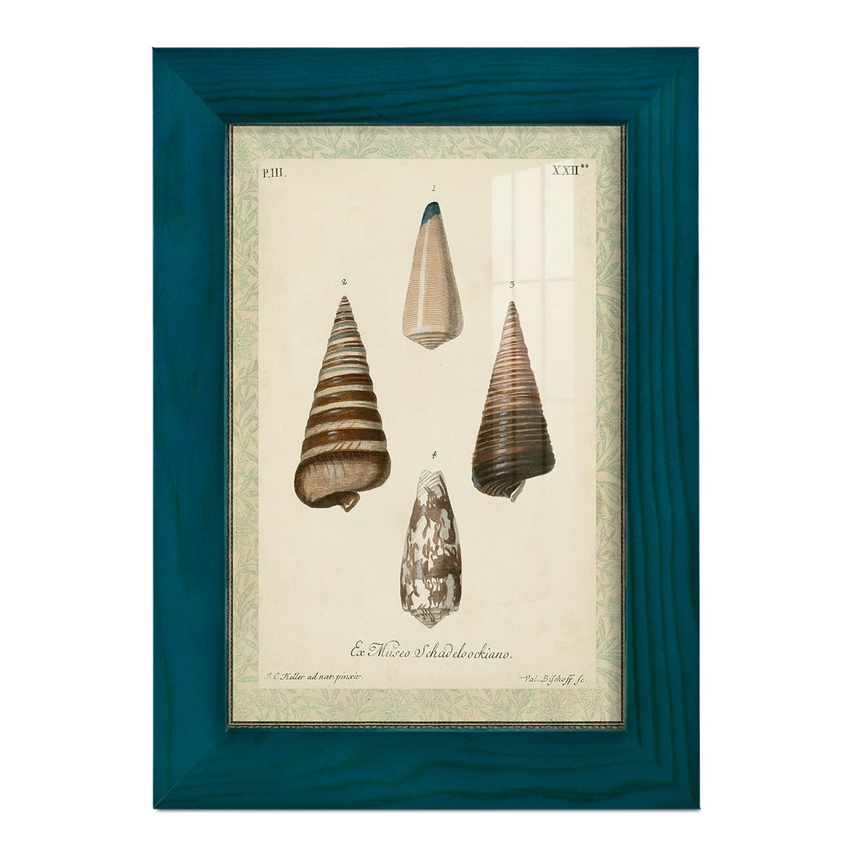 Bookplate Shells VI - Framed Print w/glass - Ocean Blue