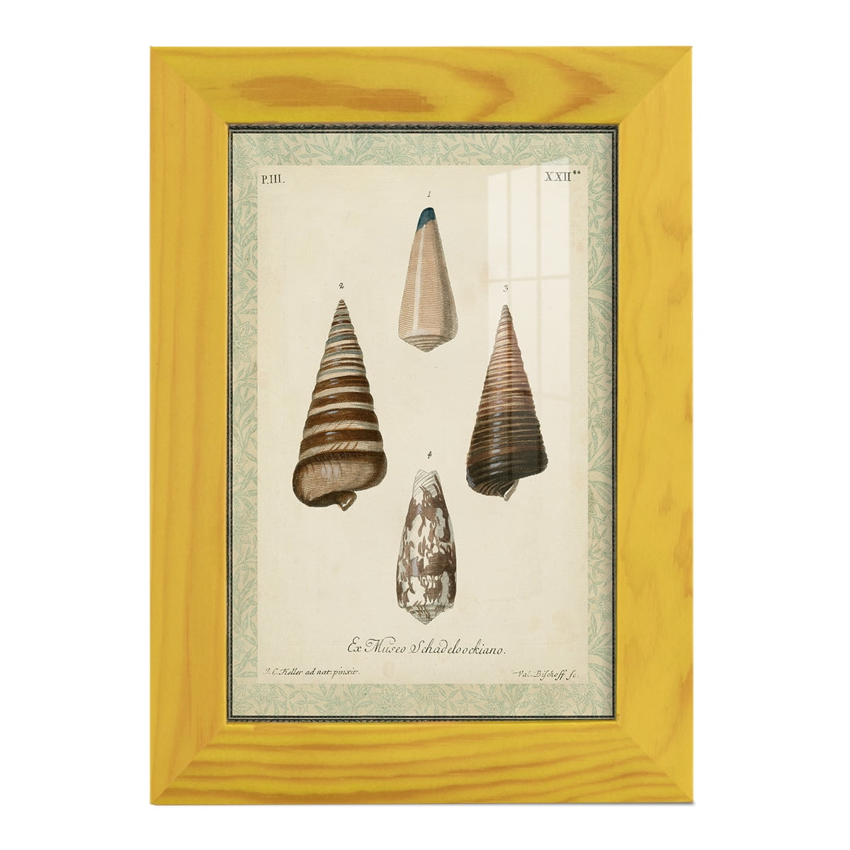 Bookplate Shells VI - Framed Print w/glass - Sunflower Yellow
