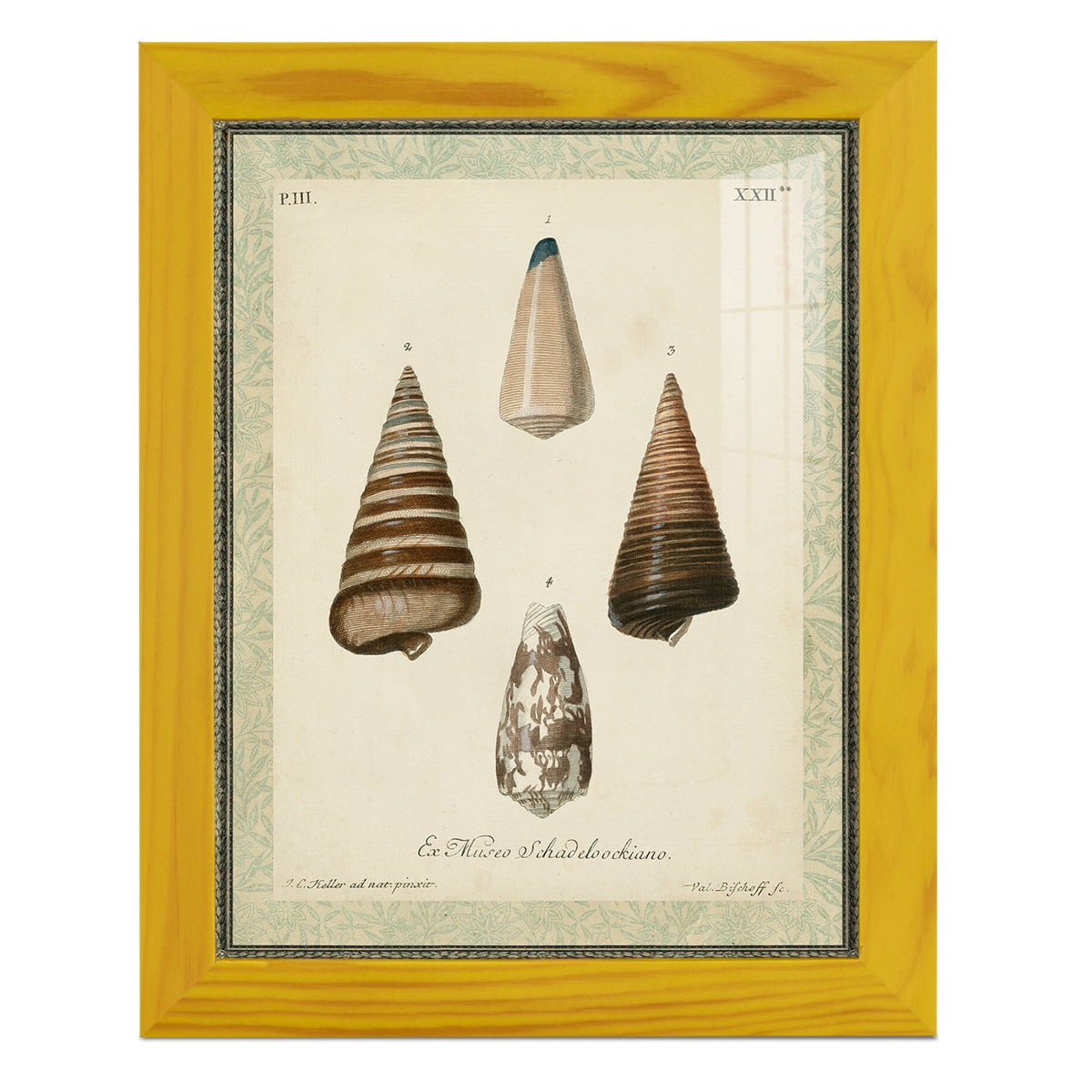 Bookplate Shells VI - Framed Print w/glass - Sunflower Yellow