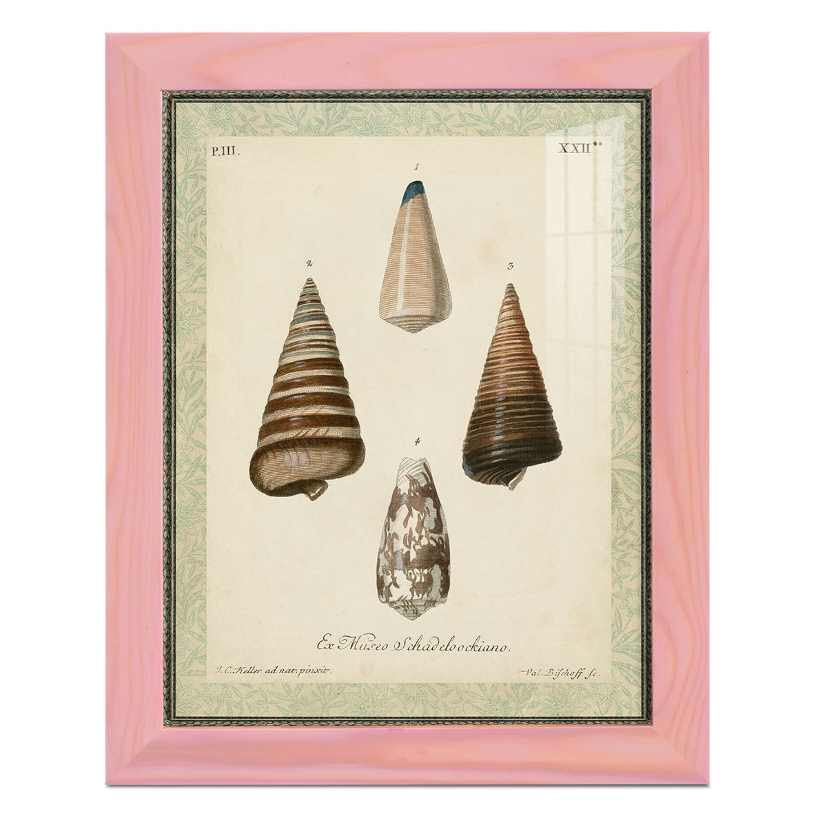Bookplate Shells VI - Framed Print w/glass - Sunset Pink