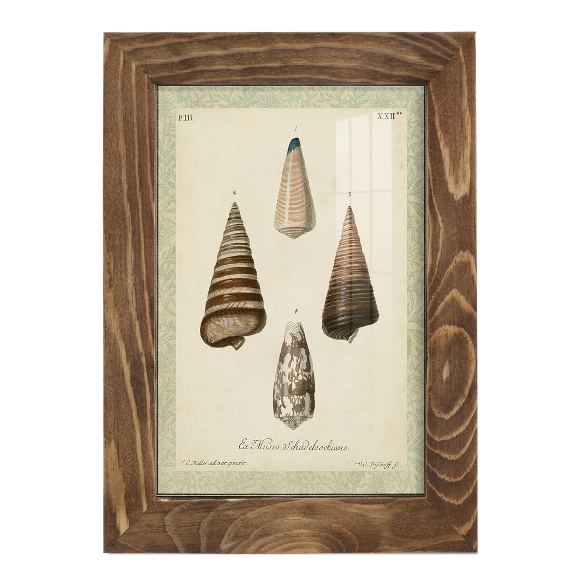 Bookplate Shells VI - Framed Print w/glass - Walnut