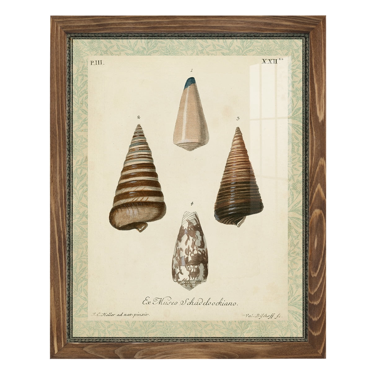 Bookplate Shells VI - Framed Print w/glass - Walnut