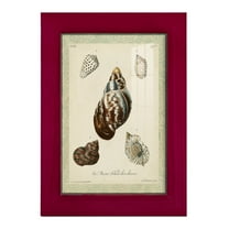 Bookplate Shells VII - Framed Print w/glass - Cherry Red