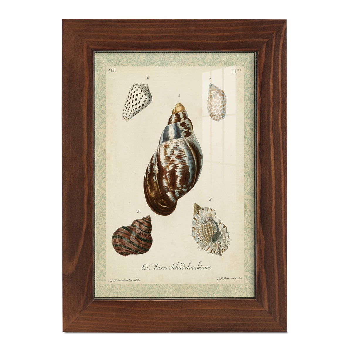 Bookplate Shells VII - Framed Print w/glass - Chestnut