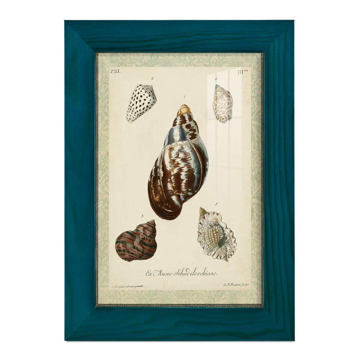 Bookplate Shells VII - Framed Print w/glass - Ocean Blue