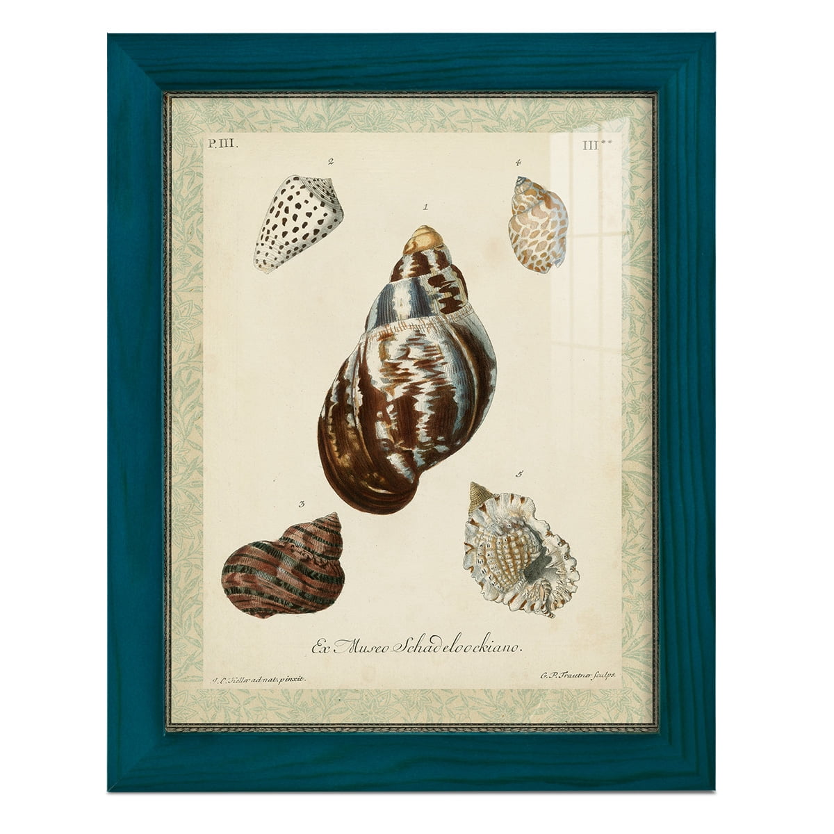 Bookplate Shells VII - Framed Print w/glass - Ocean Blue