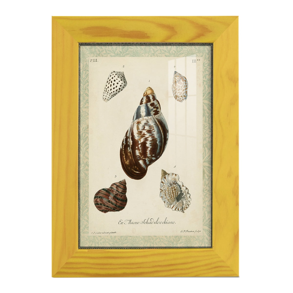 Bookplate Shells VII - Framed Print w/glass - Sunflower Yellow