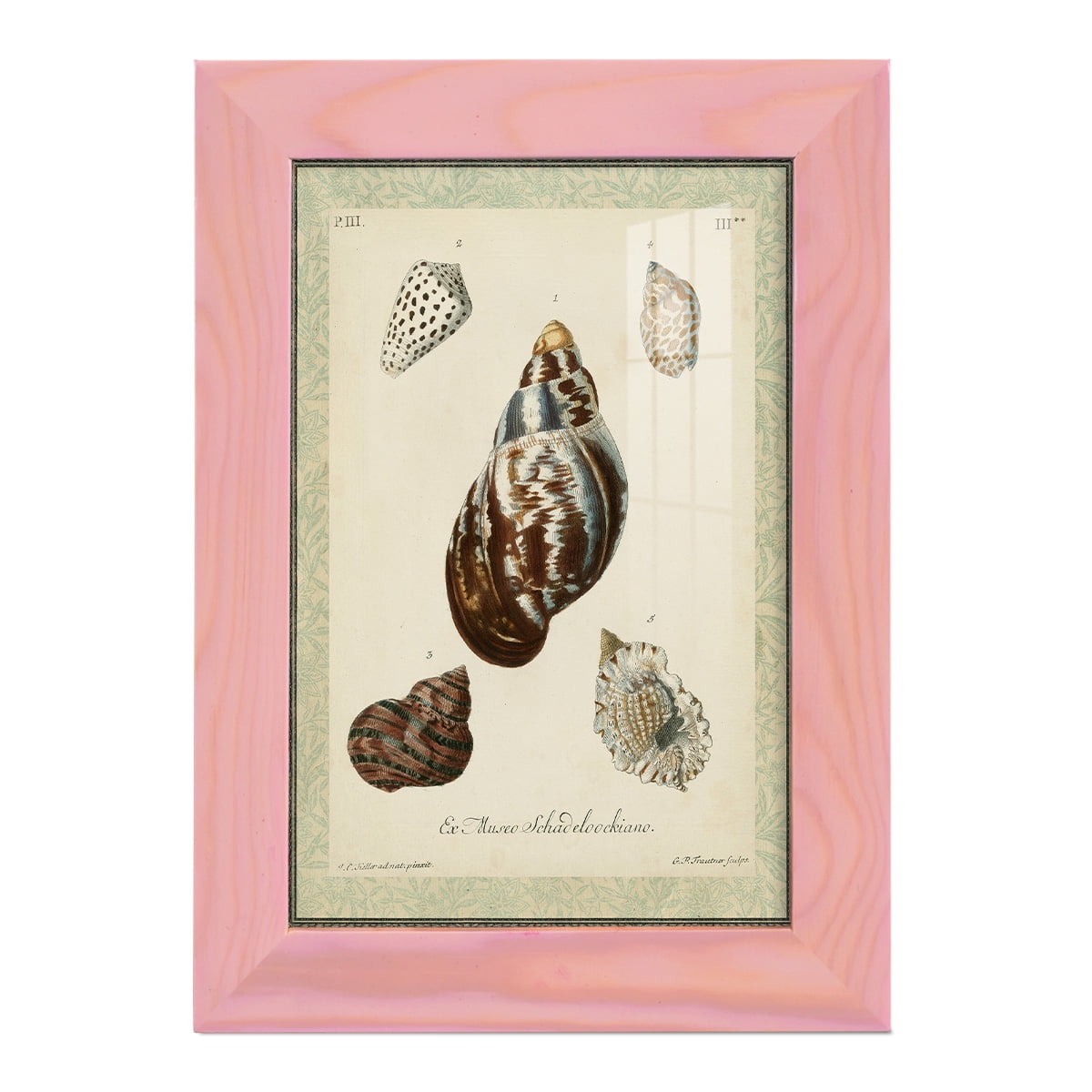 Bookplate Shells VII - Framed Print w/glass - Sunset Pink