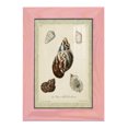 thumbnail image 1 of Bookplate Shells VII - Framed Print w/glass - Sunset Pink, 1 of 8