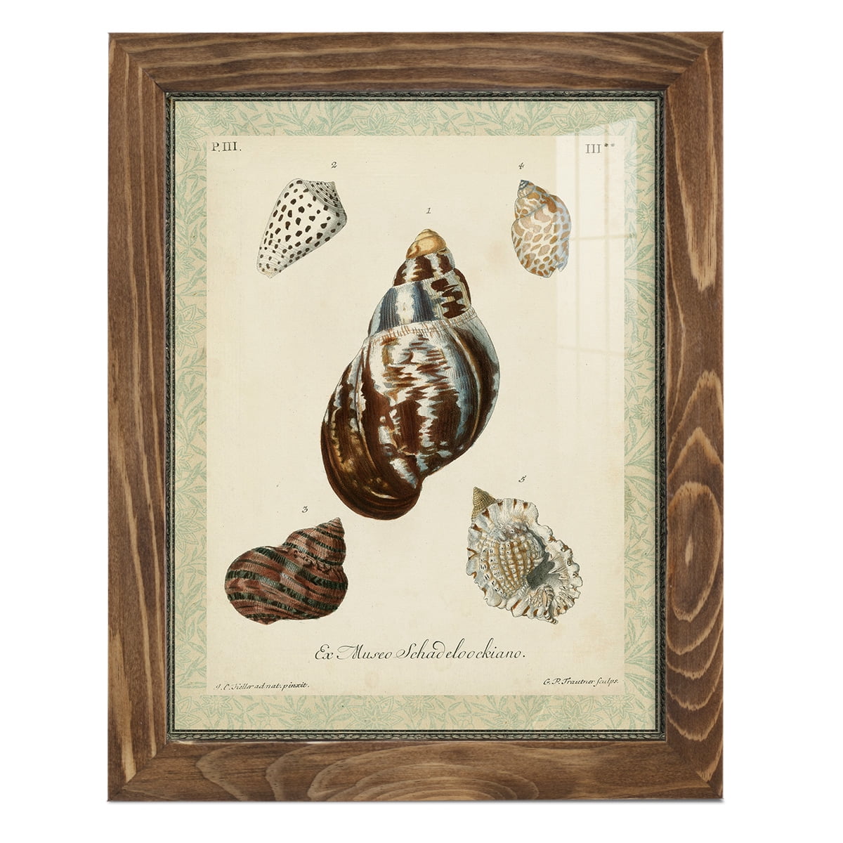 Bookplate Shells VII - Framed Print w/glass - Walnut