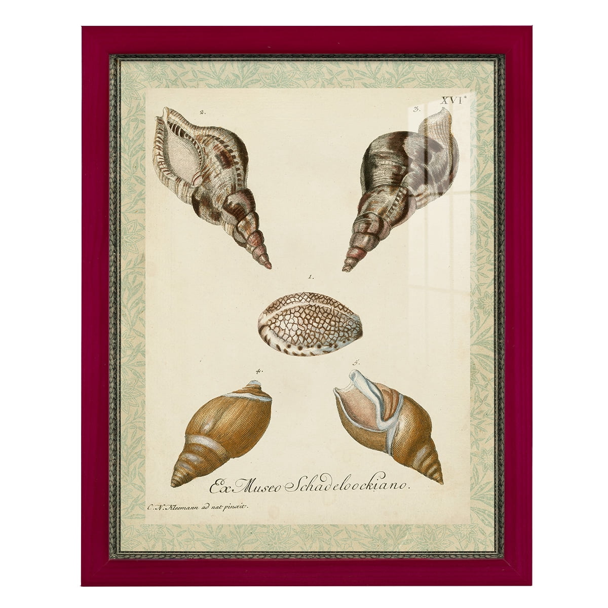 Bookplate Shells VIII - Framed Print w/glass - Cherry Red