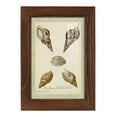 thumbnail image 1 of Bookplate Shells VIII - Framed Print w/glass - Chestnut, 1 of 8