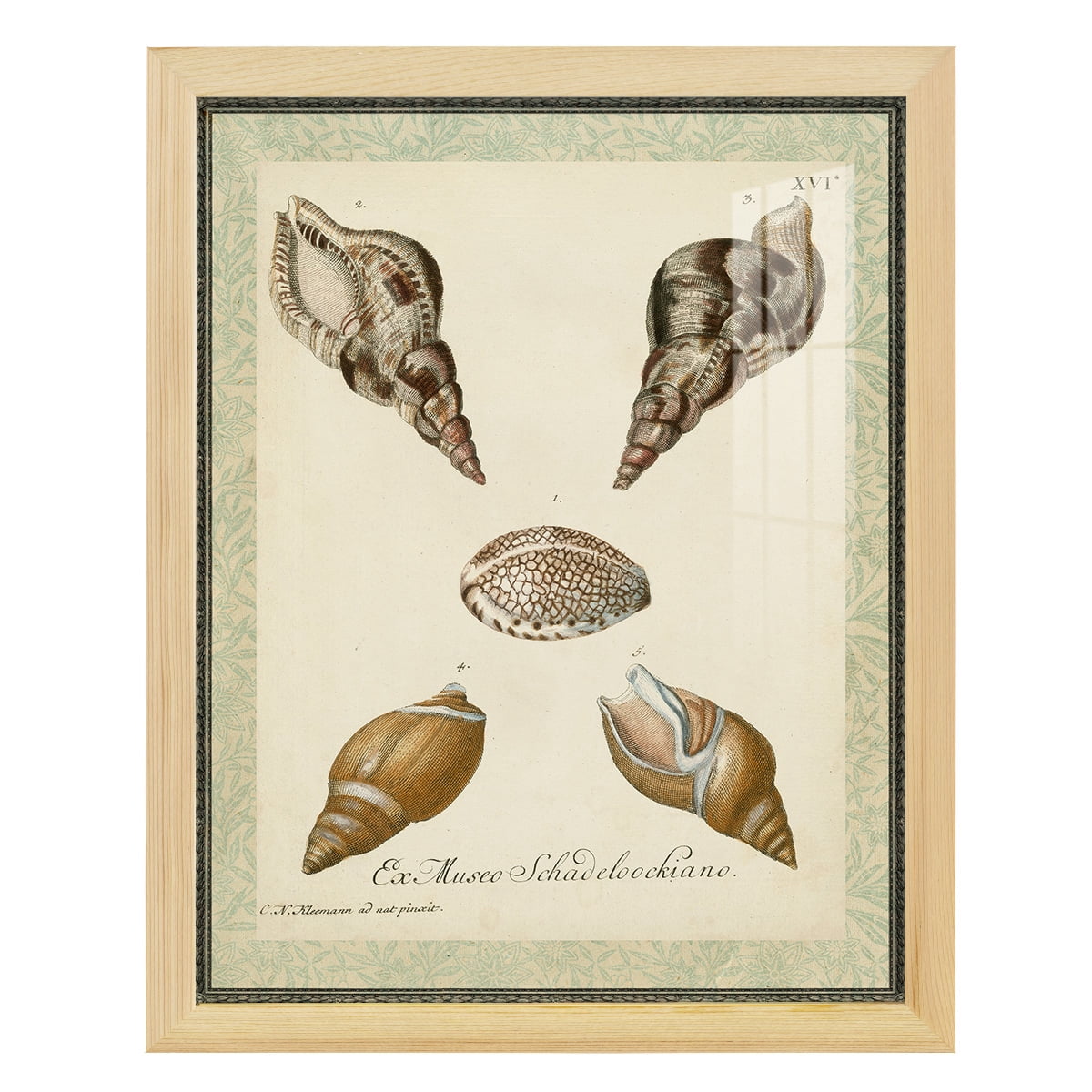 Bookplate Shells VIII - Framed Print w/glass - Natural Wood