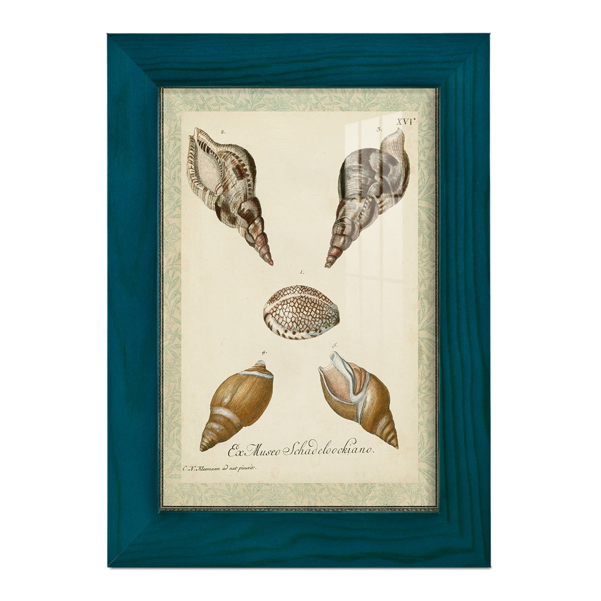 Bookplate Shells VIII - Framed Print w/glass - Ocean Blue