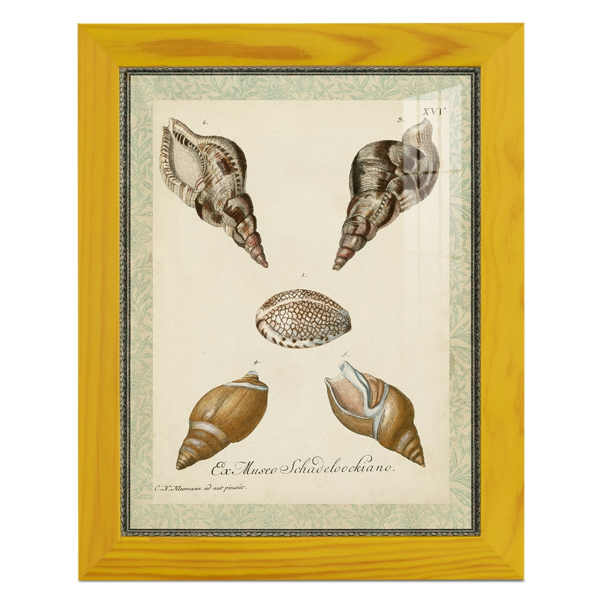 Bookplate Shells VIII - Framed Print w/glass - Sunflower Yellow