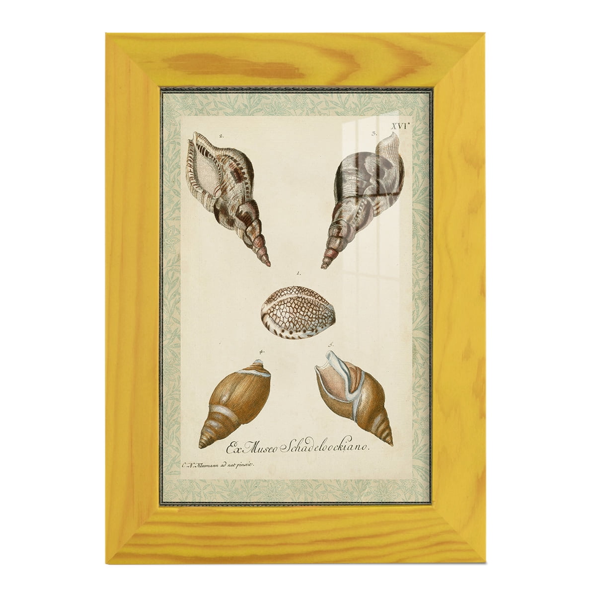 Bookplate Shells VIII - Framed Print w/glass - Sunflower Yellow