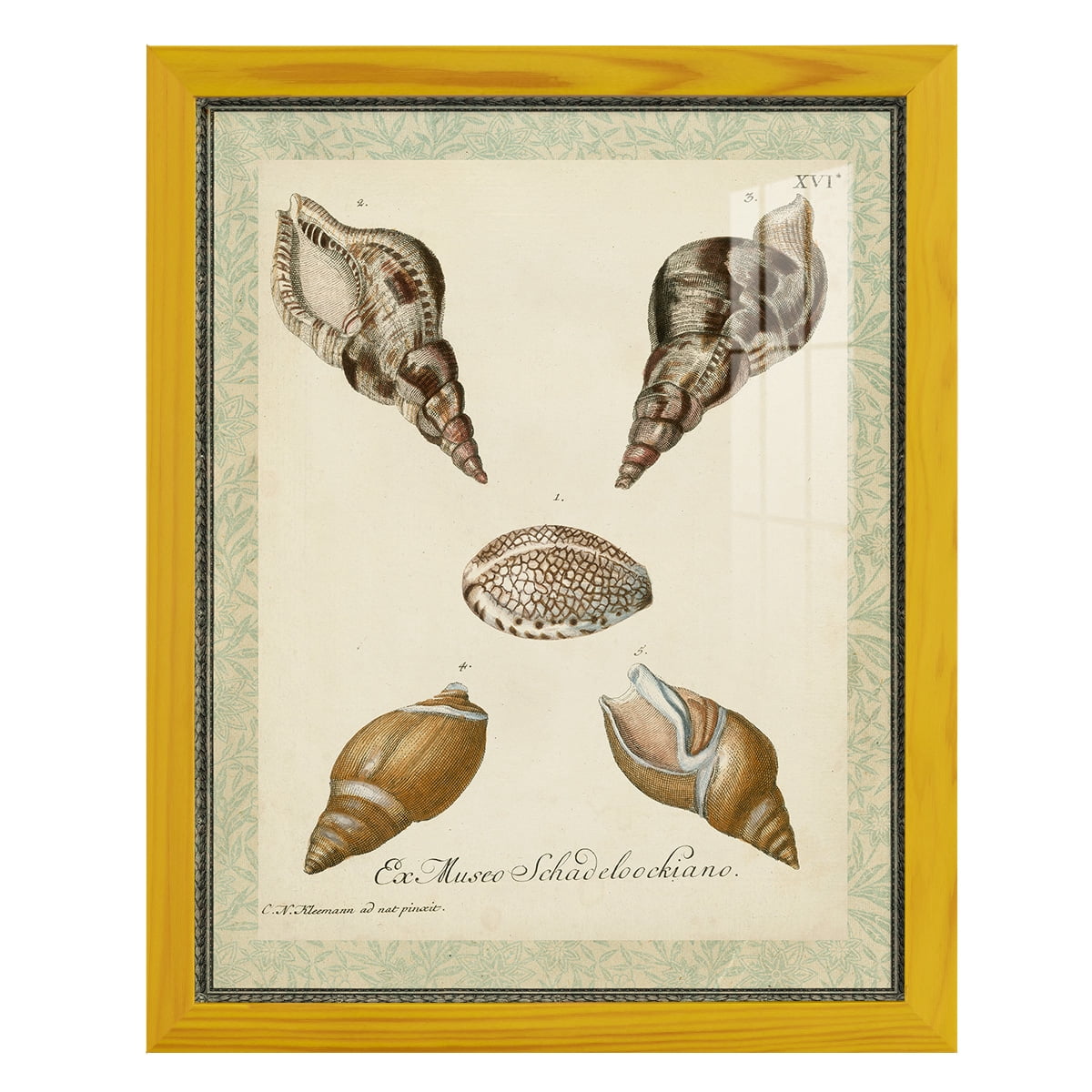 Bookplate Shells VIII - Framed Print w/glass - Sunflower Yellow