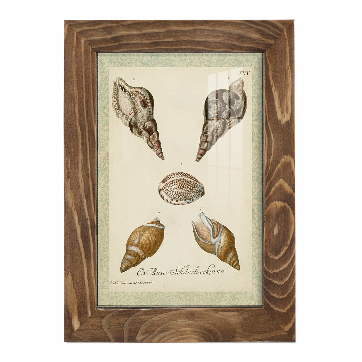 Bookplate Shells VIII - Framed Print w/glass - Walnut