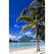 Borabora Palm Tree Poster Print - Vizvary Photography Susan 24 x 36