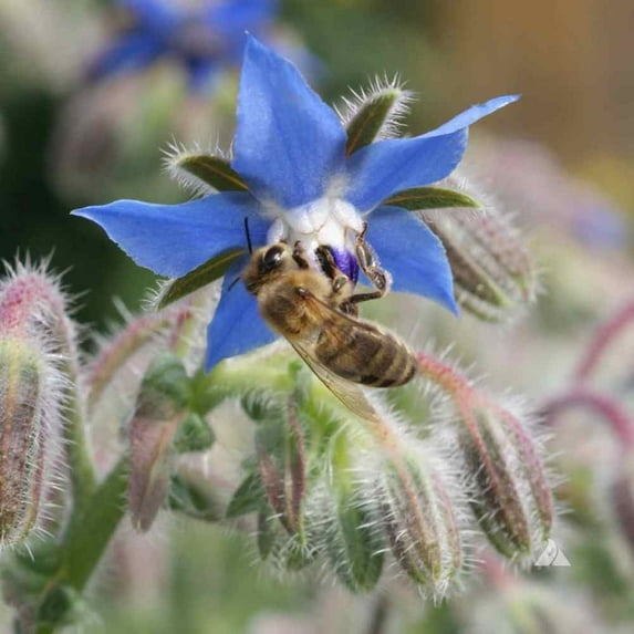 Borage Drought Tolerant Herb Garden Seeds For Xeriscape Landscaping - 1 LB