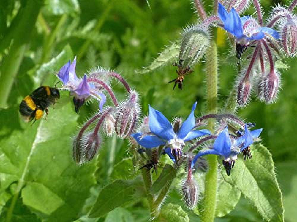 Borage Great Herb by Seed Kingdom Bulk 1 Lb Seeds