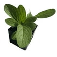 thumbnail image 1 of Borage Plant, (Borago officinalis) 2.5 inch pot, 1 of 5
