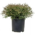thumbnail image 1 of Expert Gardener Bordeaux Dwarf Yaupon Holly (2.5 Gallon) Compact Evergreen Shrub with Red-Hued Winter Foliage, 1 of 5