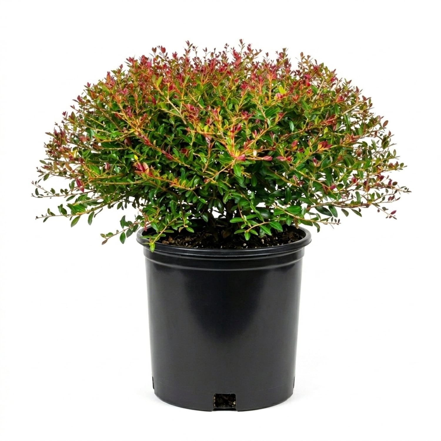 Expert Gardener Bordeaux Dwarf Yaupon Holly (2.5 Gallon) Compact Evergreen Shrub with Red-Hued Winter Foliage