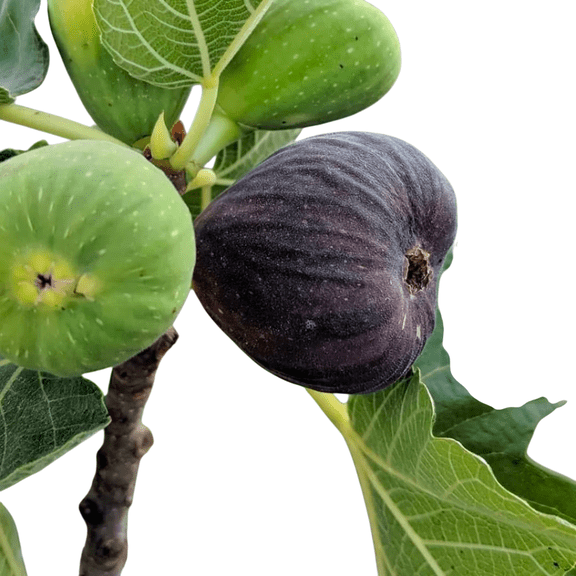 Bordeaux Fig Tree Sweet, Dark-Purple Fruit Tree for Home Gardens