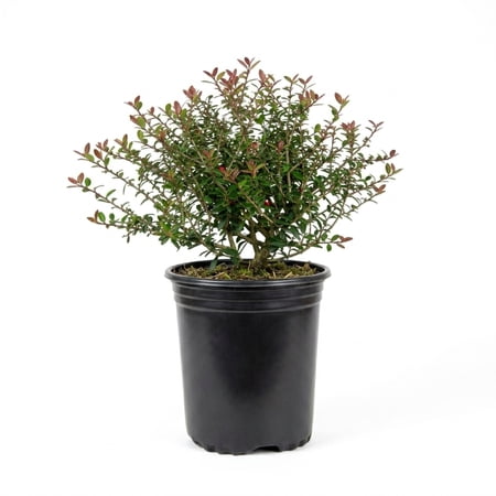 Expert Gardener Bordeaux Yaupon Holly (2.5 Quart) Compact Evergreen Shrub with Red-Hued Winter Foliage - Full Sun Live Outdoor Plant