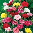 thumbnail image 1 of Border Carnation Dianthus Flowering Perennial Starter Plant (1-Pack), 1 of 3