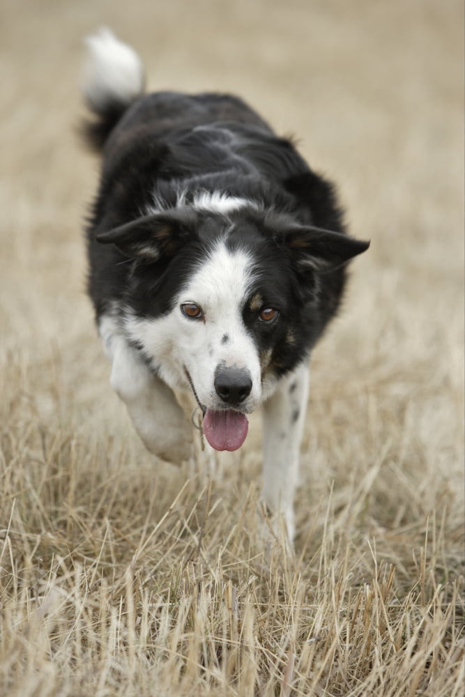 Border Collie - Alberta Canada Canvas Art - Darwin Wiggett Design Pics (22 x 34)