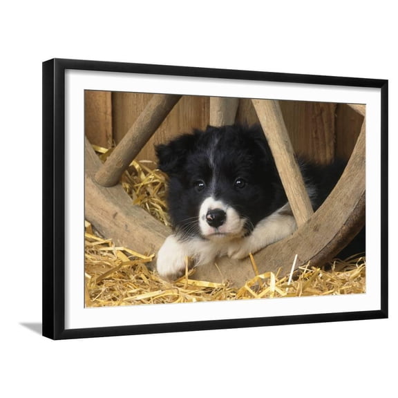 Border Collie Dog Puppy, Animals Framed Art Print Wall Art Sold by Art.Com