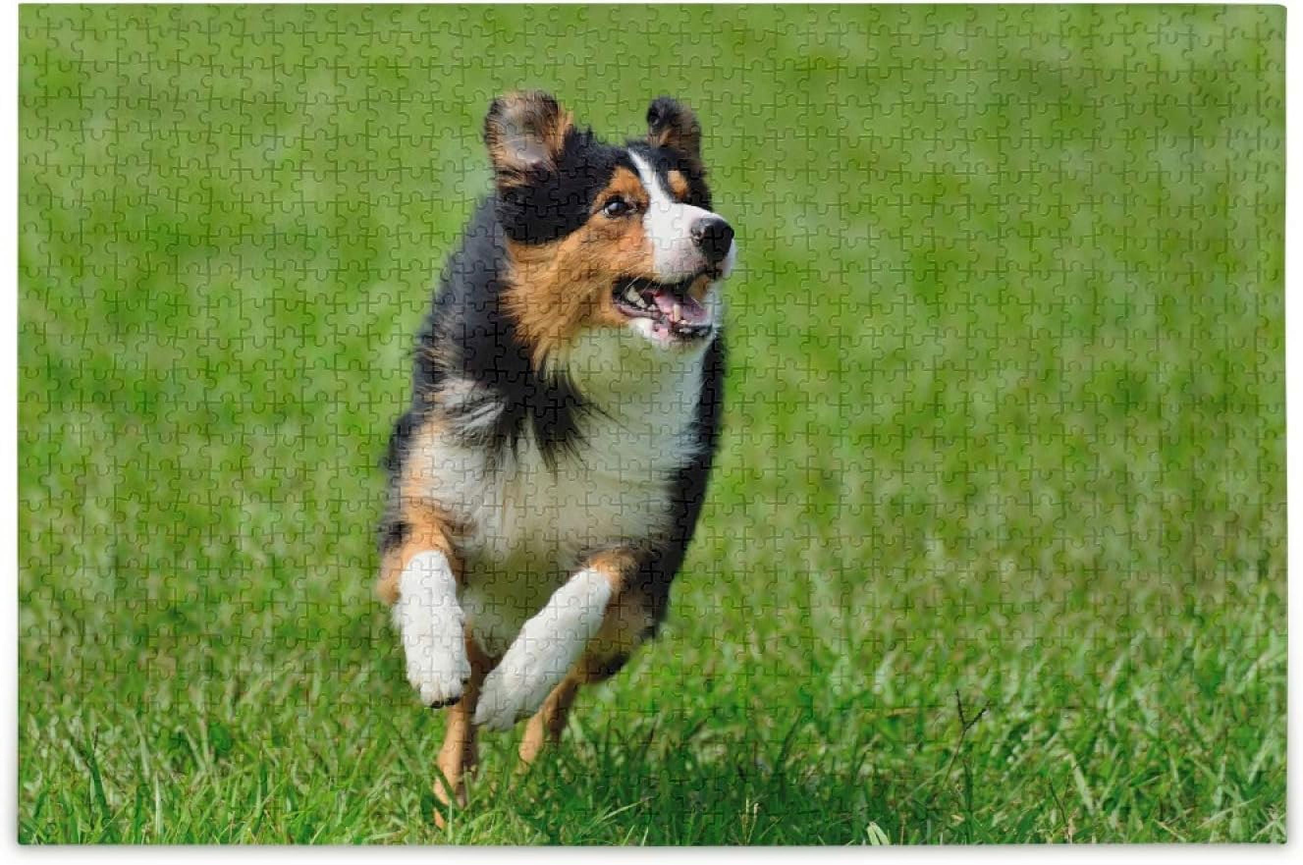 Border Collie Dog Run On Grass Puzzle for Adults 1000 Piece Puzzles