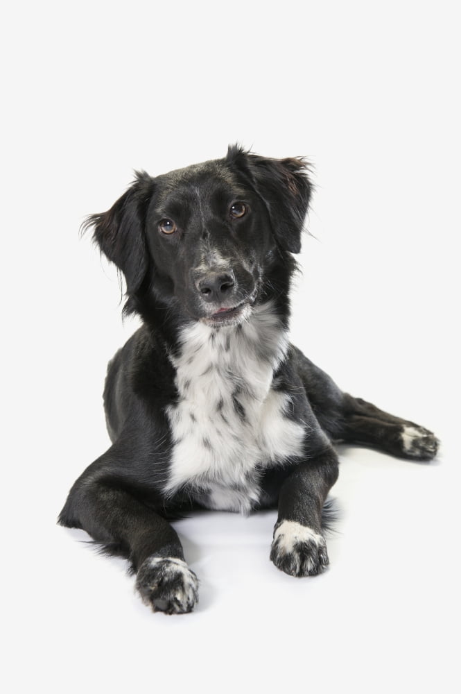 Border Collie On A White Background St Albert Alberta Canada Canvas Art - Corey Hochachka Design Pics (24 x 38)