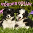 thumbnail image 1 of Border Collie Puppies | 2024 12x24" (Hanging) Wall Calendar | BrownTrout, 1 of 8
