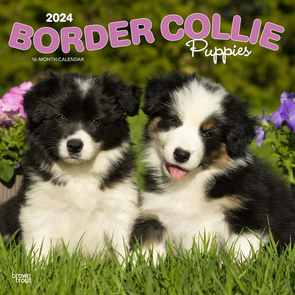 Border Collie Puppies | 2024 12x24" (Hanging) Wall Calendar | BrownTrout